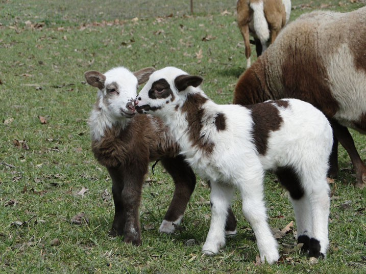 Rubies 2013 twin ewe lambs