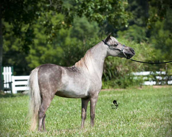 photo by Sandy Revard - Old Dominion Miniature Horse Club - Summer Sizzle Show - July 2013