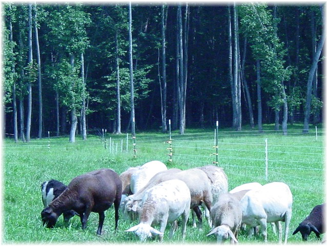2004 Spring - Ewes in field